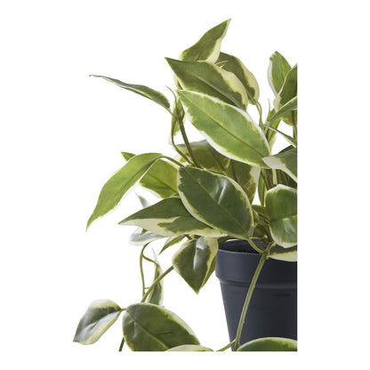 Hoya Carnosa Kunstblume 33 cm | VIA X SELECTION
